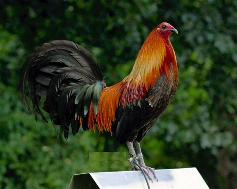 liver extract for gamefowl|The Importance of B.